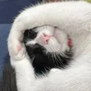 nao