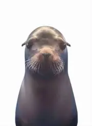 avicii