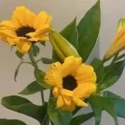 なち
