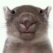 パンどろぼう