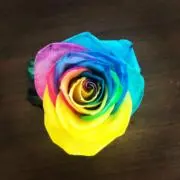 Meme-chanの画像