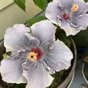 たかち