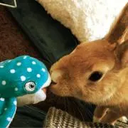 らぶの画像