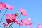 トキの画像