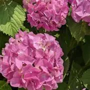 ぼち❀