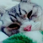 ねね