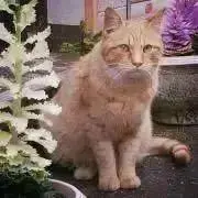mochaの画像