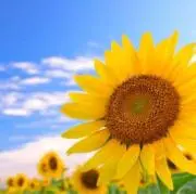 sunflowerの画像