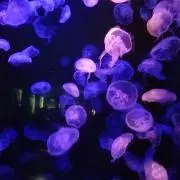 てんマロン