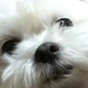 いとーの画像
