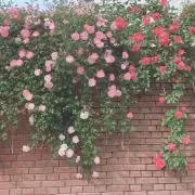 あずき