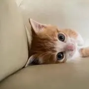 miiの画像