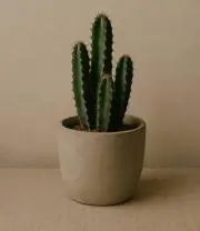 とんとん
