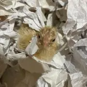 たまごの画像