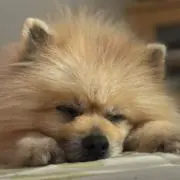 みるくのじぃじの画像