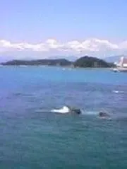 ありがとの画像