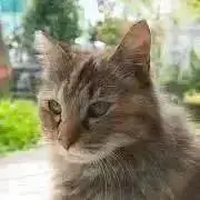 けむけむの画像
