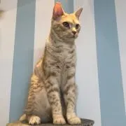 ライチの画像