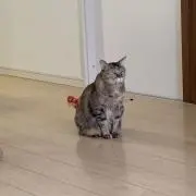 お赤飯の画像