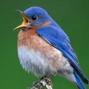 hnd