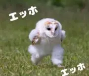 花の画像
