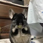 Miro(*´꒳`*)断捨離中の画像