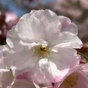 のっぽりの画像