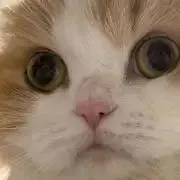 つーこの画像
