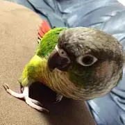 こんぺいの画像