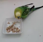 koryomayo✱専用値引交渉不可ですの画像