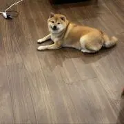 もとゆの画像