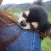 たぬきの画像