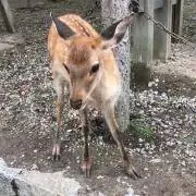 鹿＊の画像