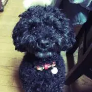 オセロくんの画像