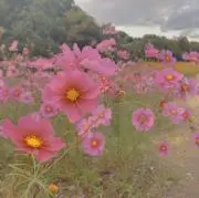 MSWの画像