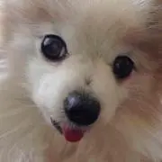 チビの画像