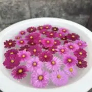 イワタの画像