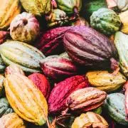 cacao
