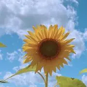 ちゅり！プロフ見てねの画像