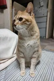 猫屋敷☆プロフ必読☆値下定型文返信×☆の画像