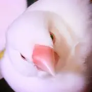 文鳥の画像