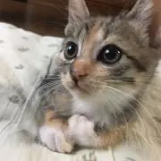ちゃーとの画像