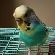 Kの画像