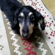 こうしんの画像
