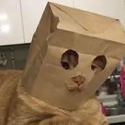 ゆーきーの画像