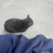 はるの画像