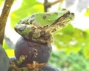 NENGUの画像