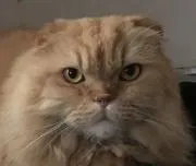 みりんの画像