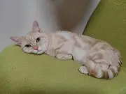 コーマッハ21の画像