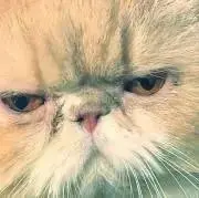 ぽちゃんの画像